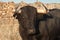 Specimen of Spanish free range fighting bull breed on extensive