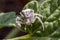 Specimen of white crab spider - Thomisus onustus Thomisidae