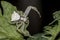 Specimen of white crab spider - Thomisus onustus Thomisidae