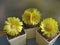 Specimens of different cacti from genus Parodia with yellow flowers