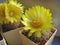 Specimens of different cacti from genus Parodia with yellow flowers