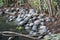 Specimens of large water turtles resting near a pond in the undisturbed forest