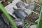 Specimens of large water turtles resting near a pond in the undisturbed forest