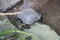 Specimens of large water turtles resting near a pond in the undisturbed forest