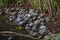 Specimens of large water turtles resting near a pond in the undisturbed forest