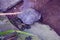 Specimens of large water turtles resting near a pond in the undisturbed forest