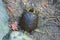 Specimens of large water turtles resting near a pond in the undisturbed forest