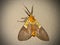 Specious Tiger Moth 1