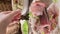 speck. Salo smoked. Traditional meat food in the North of Italy, Trentino and the Alps. Vertical video