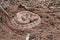 Speckeld Rattlesnake Crotalus mitchellii pyyrhus coiled in dirt in California