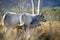 Speckle park cows and cattle on a regenerative native pasture farm. Sustainable beef production in the wilderness