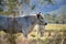 Speckle park cows and cattle on a regenerative native pasture farm. Sustainable beef production in the wilderness