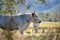 Speckle park cows and cattle on a regenerative native pasture farm. Sustainable beef production in the wilderness