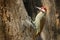 Speckle-throated woodpecker, Campethera scriptoricauda, on tree trunk, nature habitat. Wildlife Botswana, Animal behaviour. Bird i