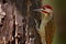 Speckle-throated woodpecker, Campethera scriptoricauda, on tree trunk, nature habitat. Wildlife from Botswana. Bird in the forest.