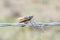 Speckle-winged Grasshopper Arphia conspersa Impaled on Barbed Wire by a Shrike