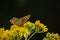 Speckle wood butterfly on a common ragwort flowers on a green bokeh background.