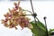 Speckled blooming orchid