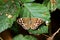 Speckled brown butterfly.