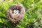 Speckled brown eggs in branch green tree