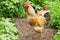 Speckled brown rooster outdoors among vegetation