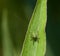 Speckled Bush Cricket baby