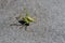 Speckled Bush Cricket Male on Carpet