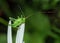 Speckled Bush-cricket nymph - Leptophyes punctatissima