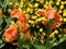 Speckled Canna Lilies with Yellow Flowers