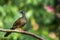 Speckled Chachalaca