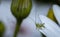 Speckled cricket standing on a flower pellet