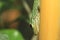 Speckled day gecko