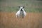 Speckled Face Sheep Standing In Dried Grass