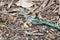 Speckled green snake slithering on ground in zanzibar