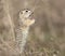 The speckled ground squirrel or spotted souslik Spermophilus suslicus on the ground eating a grass in funny pose