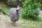 The speckled guinea fowl walks through a green field. Spotted fowl with a fluffy breast and a red beak.