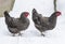 Speckled hens walking in the snow winter