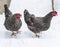 Speckled hens walking in the snow winter