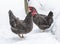 Speckled hens walking in the snow winter