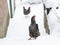 Speckled hens walking in the snow winter