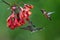 Speckled hummingbird, Adelomyia melanogenys