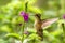 Speckled Hummingbird, Adelomyia melanogenys hovering next to violet flower, bird from tropical forest, Manu national park