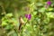 Speckled Hummingbird, Adelomyia melanogenys sitting on flower, bird from tropical forest, Manu national park, Peru