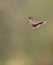 Speckled Hummingbird in flight