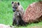 Speckled hyena with puppy