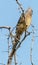 Speckled Mouse Bird Perched on Leafless Thorn Tree Branches