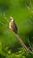 A Speckled Mousebird on a branch