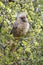 Speckled Mousebird Colius striatus perched on a branch of a spekboom.