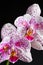 Speckled Phalaenopsis Orchid