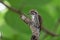 Speckled Piculet on the tree